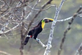 Chestnut Mandible Toucan – Best Places In The World To Retire – International Living